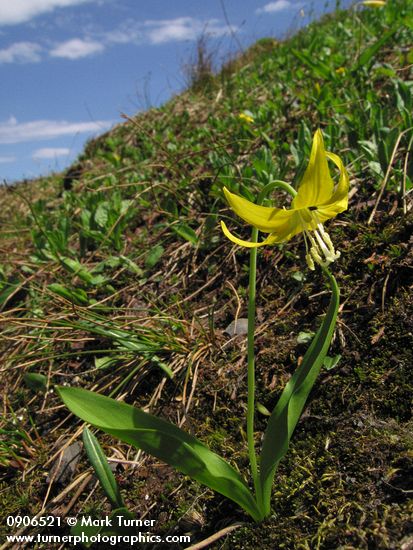 Glacier Lily