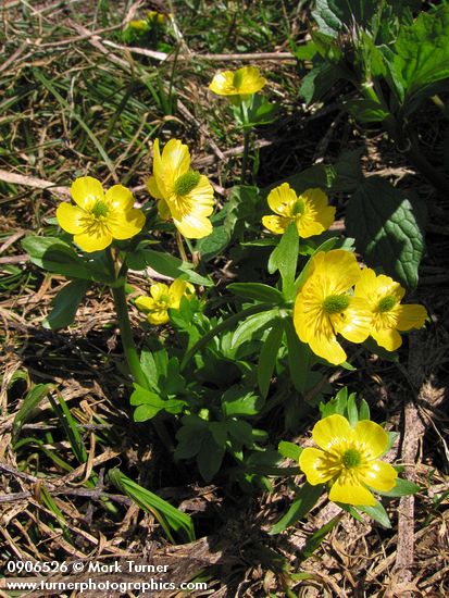 Snowpatch Buttercups