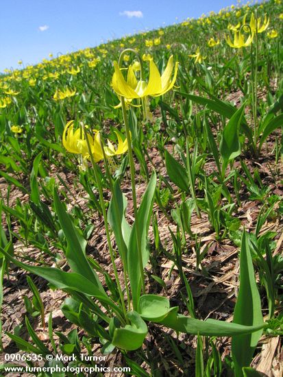 Glacier Lilies