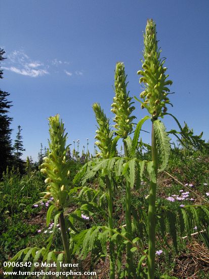 Towering Lousewort