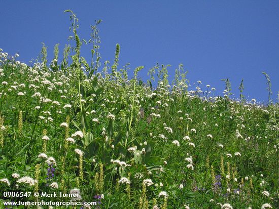 Steep subalpine meadow w/ Sitka Valerian, Towering Lousewort, Green Corn Lilies
