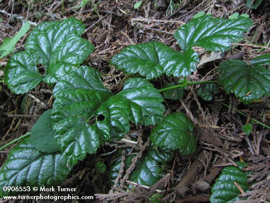 Snow Dwarf Bramble foliage