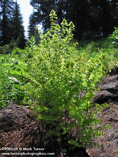 Maidenhair Fern serpentine form