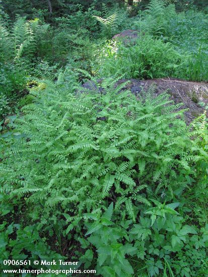 Maidenhair Fern serpentine form
