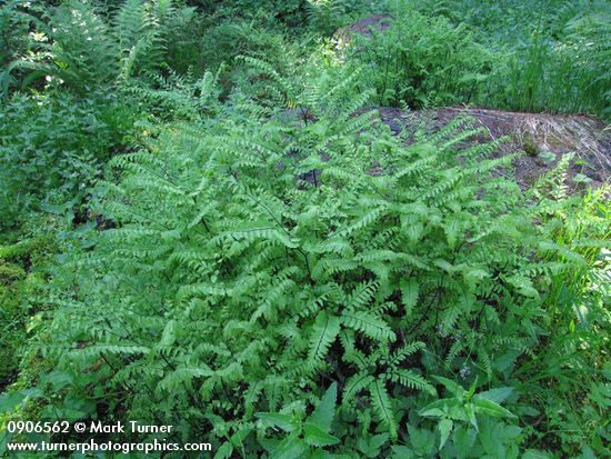 Maidenhair Fern serpentine form