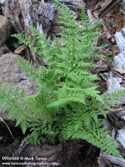Alpine Lady Fern