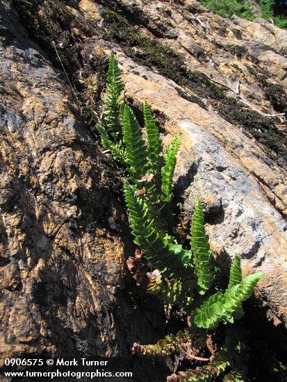 Shasta Fern (Lemmon's Hollyfern)