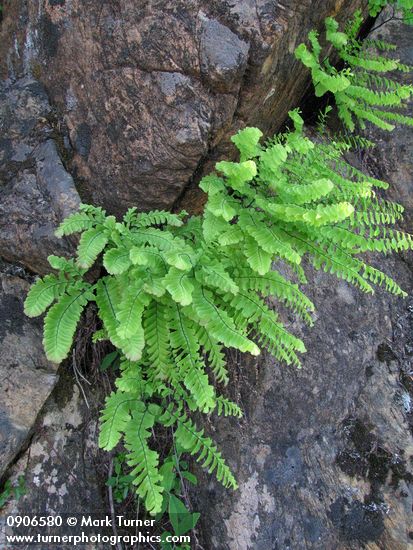 Maidenhair Fern serpentine form