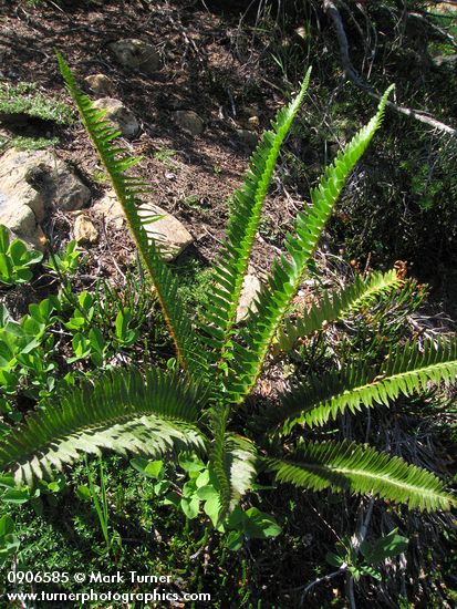 Imbricate Sword Fern