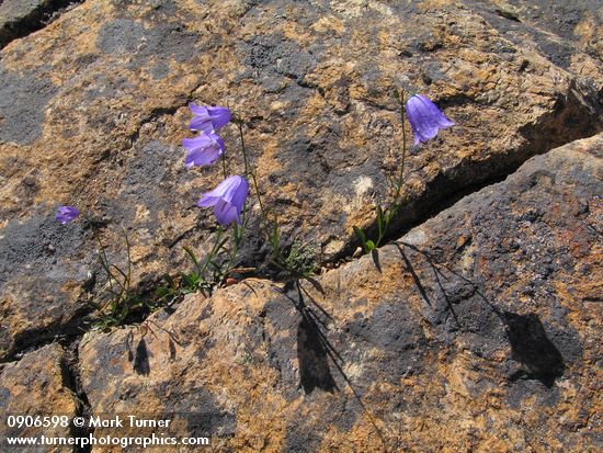 Scotch Bluebells in serpentine crack