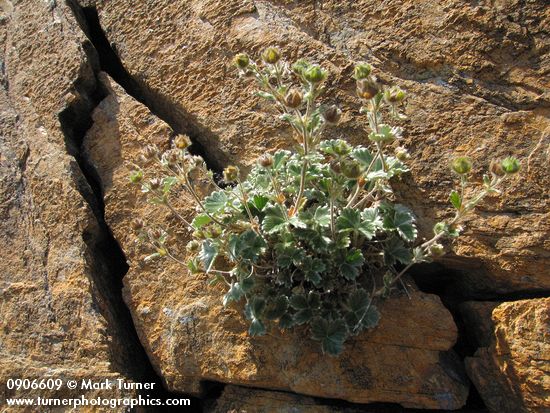 Villous Cinquefoil foliage