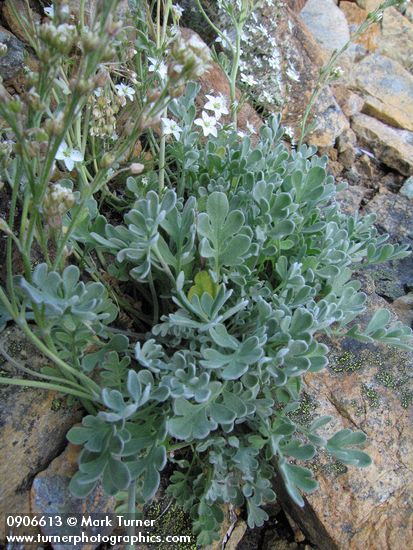 Short-fruited Smelowskia foliage w/ Boreal Sandwort