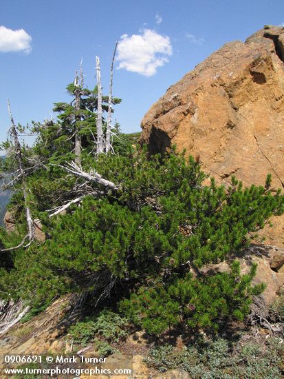 Lodgepole Pine alpine krummholz form on serpentine