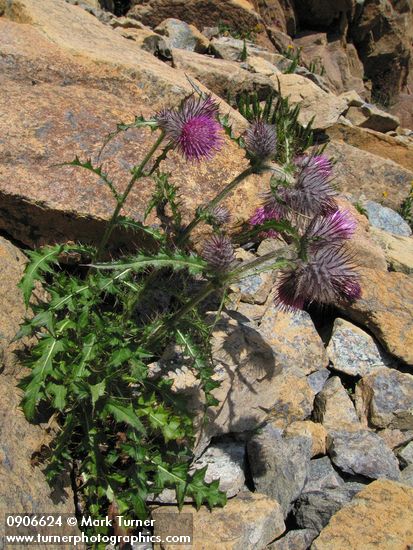 Edible Thistle on serpentine talus