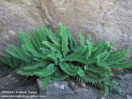 Shasta Fern (Lemmon's Hollyfern)