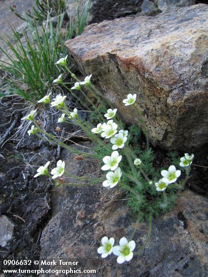 Tufted Saxifrage