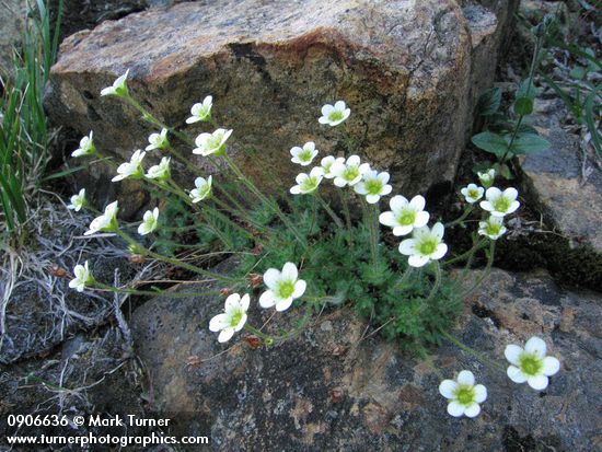 Tufted Saxifrage