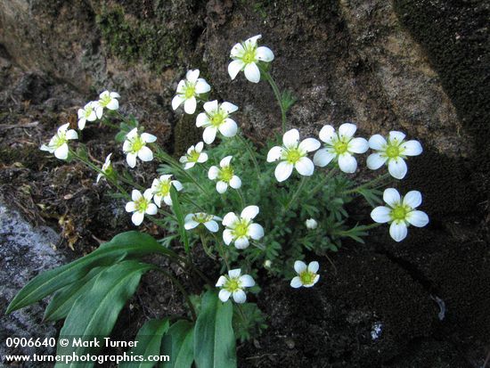 Tufted Saxifrage