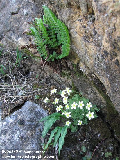 Tufted Saxifrage & Shasta Fern (Lemmon's Hollyfern)