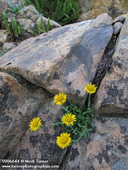 Alpine Gold Daisy