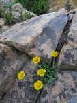 Alpine Gold Daisy