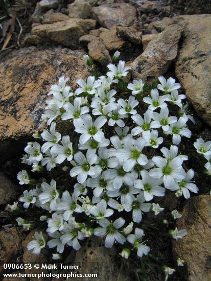 Tufted Saxifrage