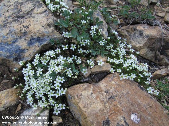 Tufted Saxifrage