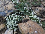 Tufted Saxifrage