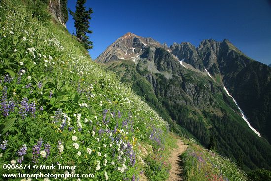 Sitka Valerian & Broadleaf Lupines along High Pass Trail toward Mt. Larrabee bkgnd