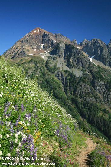 Sitka Valerian & Broadleaf Lupines along High Pass Trail toward Mt. Larrabee bkgnd