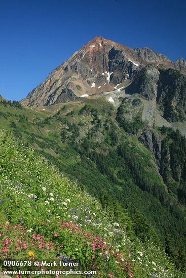 Sitka Valerian & Lewis' Monkeyflowers in meadow above High Pass Trail toward Mt. Larrabee bkgnd