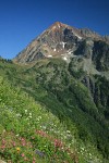 Sitka Valerian & Lewis' Monkeyflowers in meadow above High Pass Trail toward Mt. Larrabee bkgnd