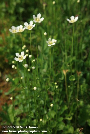 Fringed Grass of Parnassus