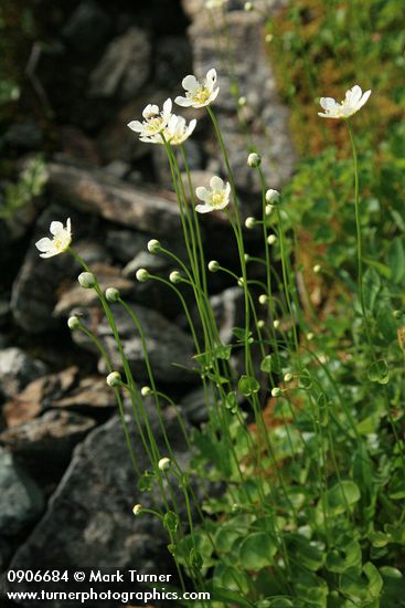 Fringed Grass of Parnassus