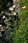 Fringed Grass of Parnassus