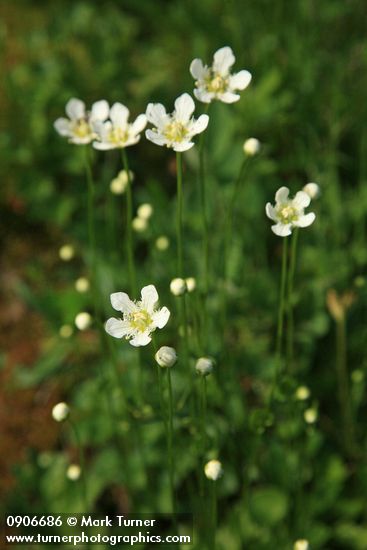 Fringed Grass of Parnassus