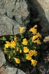 Mountain Monkeyflower