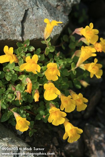 Mountain Monkeyflower