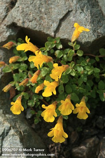 Mountain Monkeyflower