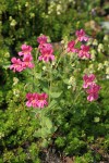 Lewis's Monkeyflower