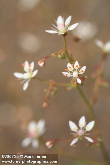Rusty Saxifrage blossoms detail