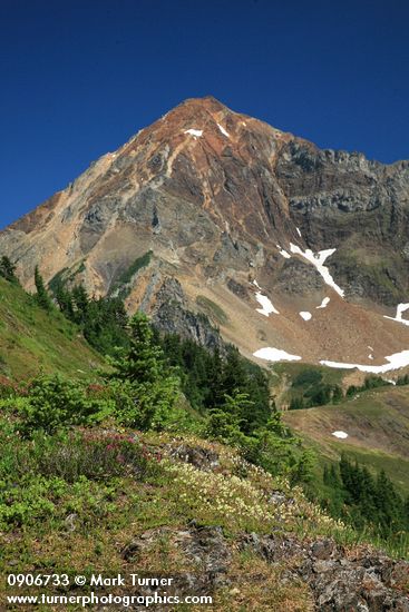 Partridgefoot on rocky ridge w/ Mt. Larrabee bkgnd
