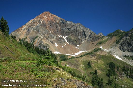 Partridgefoot on rocky ridge w/ Mt. Larrabee bkgnd