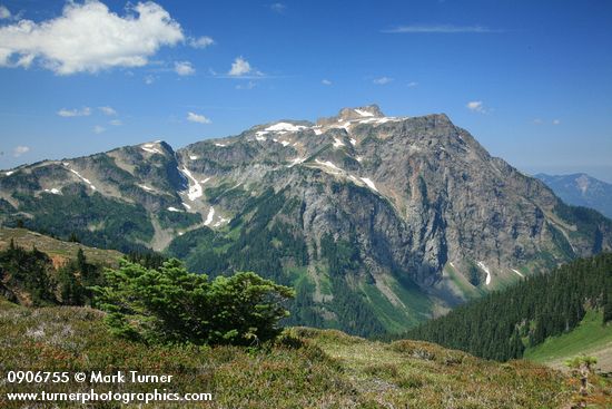 Krummholz Subalpine Fir w/ view to Tomyhoi Peak