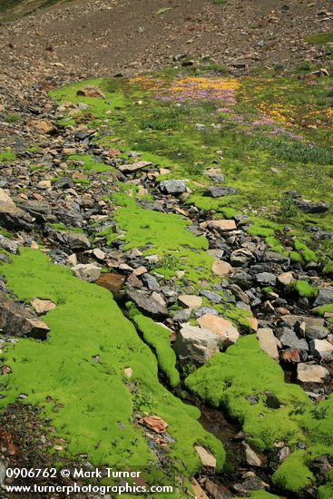 Carpet of moss in wet scree w/ Mountain Monkeyflower & Alpine Willow-herb bkgnd