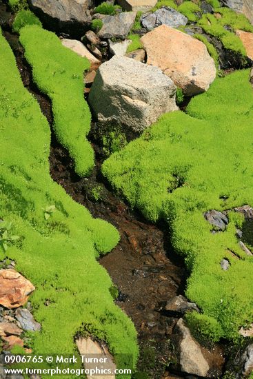 Carpet of moss in wet scree