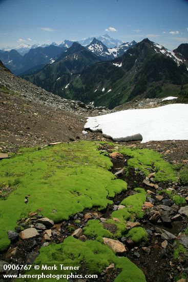 Carpet of moss in wet scree w/ Goat Mtn & Mt Shuksan bkgnd