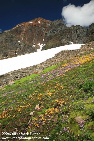 Carpet of Mountain Monkeyflower & Alpine Willow-herb w/ Mt. Larrabee bkgnd