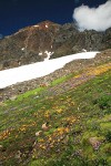 Carpet of Mountain Monkeyflower & Alpine Willow-herb w/ Mt. Larrabee bkgnd