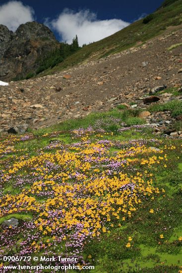 Carpet of Mountain Monkeyflower & Alpine Willow-herb